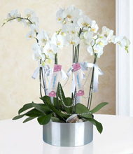 6 Bough Phalaenopsis Orchids
