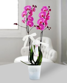 Double Purple Orchids (Special)