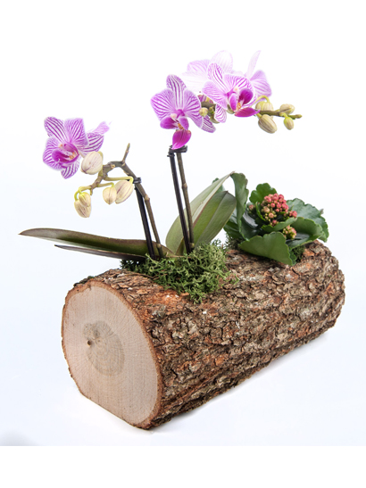 Orchids in Wood Vase