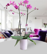 Double Purple Orchids