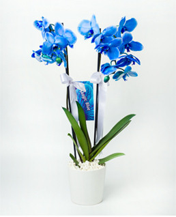 Double Blue Orchids
